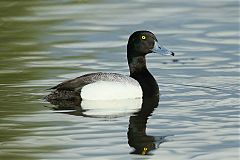 Greater Scaup